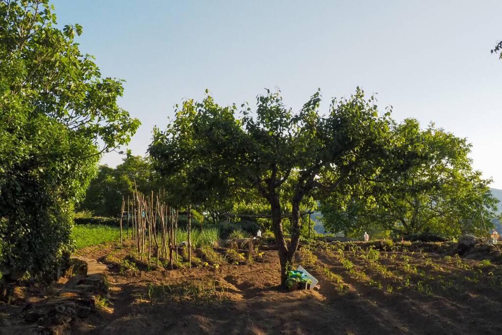 皮尔托贝加El Bosque De Los Romanos公寓 外观 照片